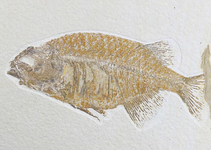 Phareodus Fish Fossil - Scarce Species #18701